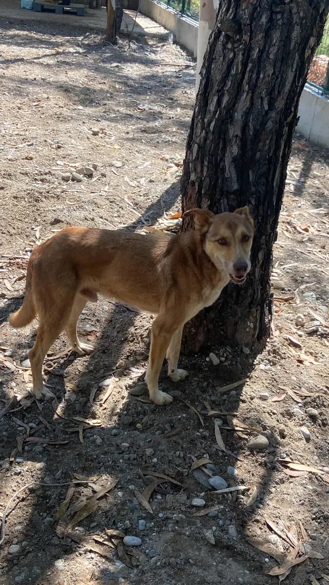 Fethiye Yuva Bekleyen Kopek 299 Melez Köpek, Muğla