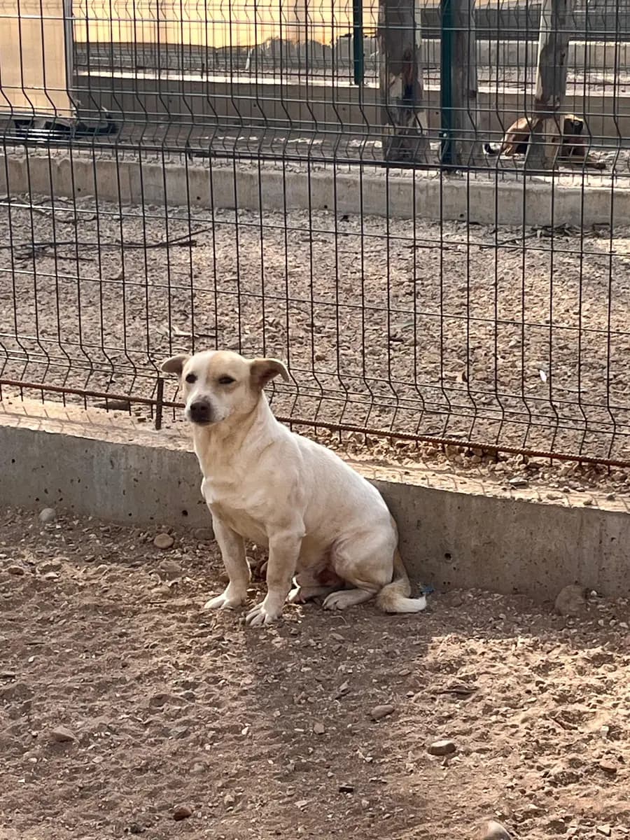 Fethiye Yuva Bekleyen Kopek 301 Melez Köpek, Muğla