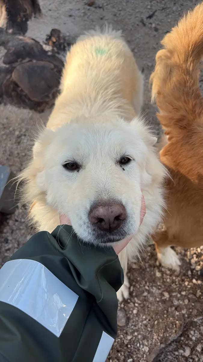 Fethiye Yuva Bekleyen Kopek 3054 Melez Köpek, Muğla