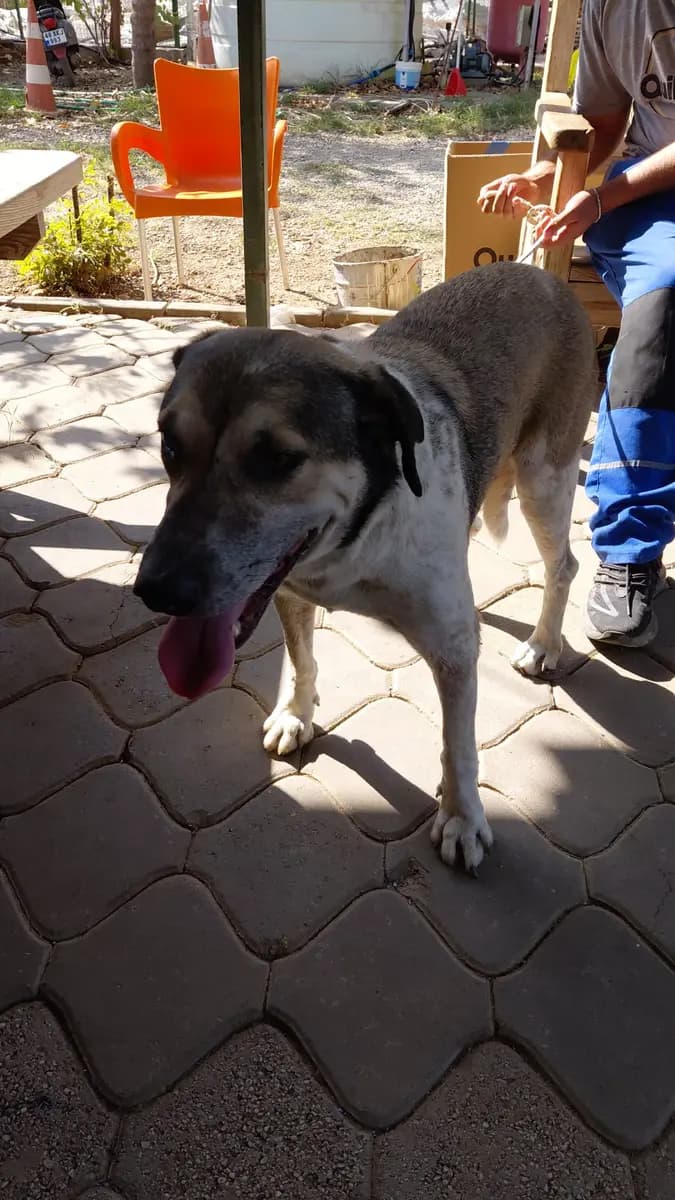 Fethiye Yuva Bekleyen Kopek 3097 Melez Köpek, Muğla