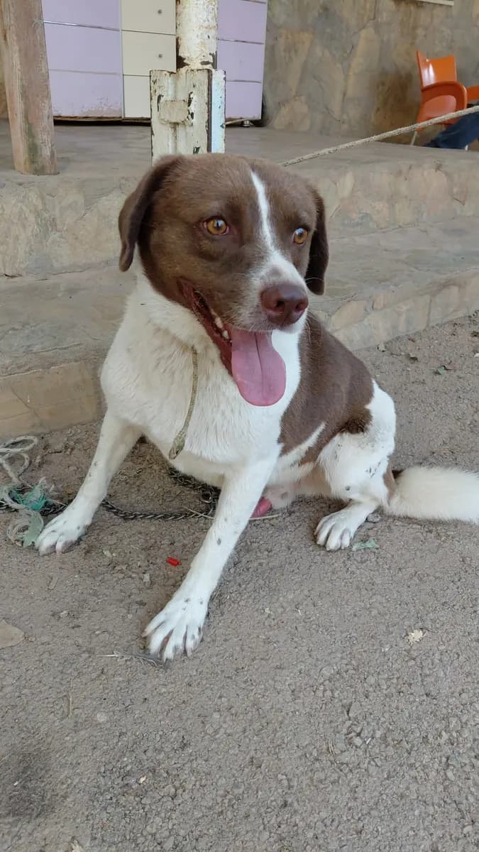 Fethiye Yuva Bekleyen Kopek 3128 Melez Köpek, Muğla