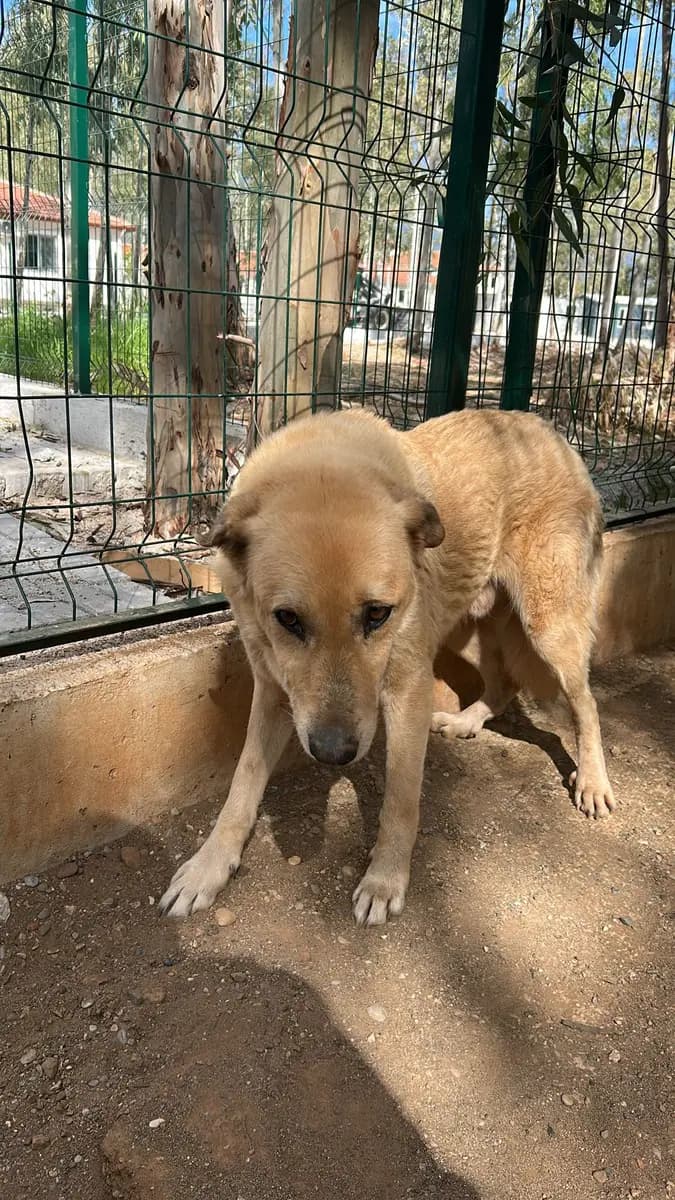 Fethiye Yuva Bekleyen Kopek 3248 Melez Köpek, Muğla