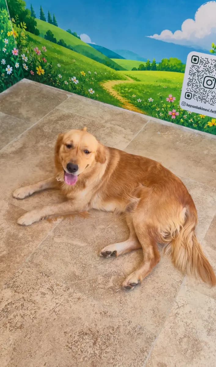 Fethiye Yuva Bekleyen Kopek 3266 Melez Köpek, Muğla
