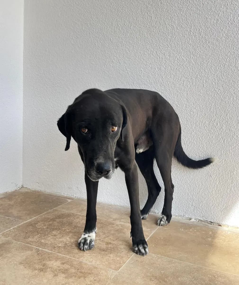 Fethiye Yuva Bekleyen Kopek 3309 Melez Köpek, Muğla