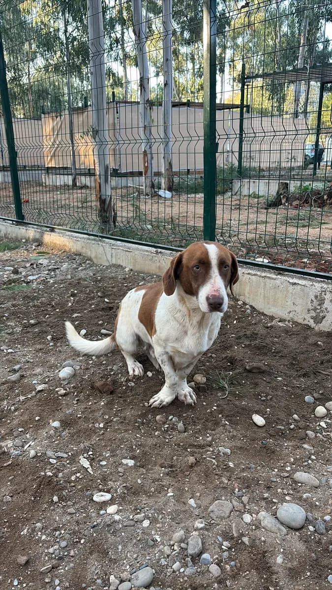 Fethiye Yuva Bekleyen Kopek 3312 Melez Köpek, Muğla