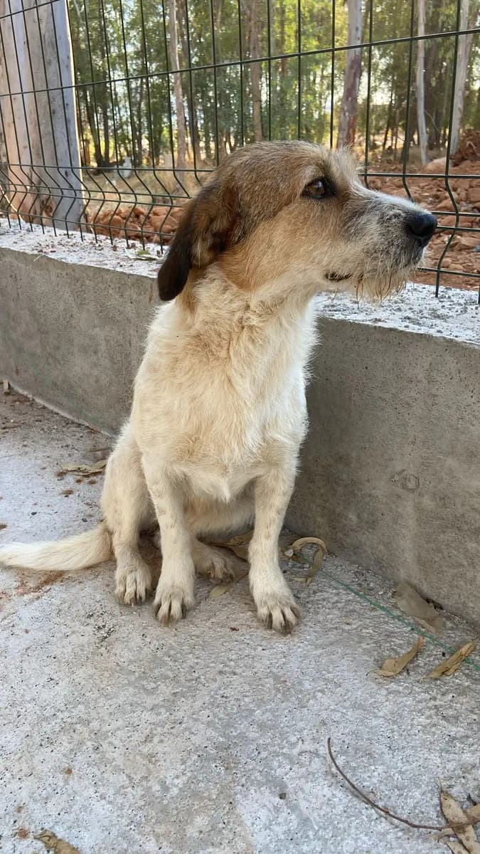 Fethiye Yuva Bekleyen Kopek 35 Melez Köpek, Muğla
