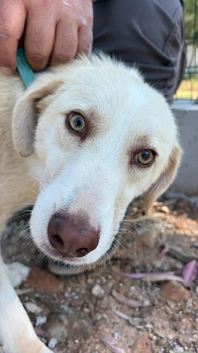 Fethiye Yuva Bekleyen Kopek 3710 Melez Köpek, Muğla