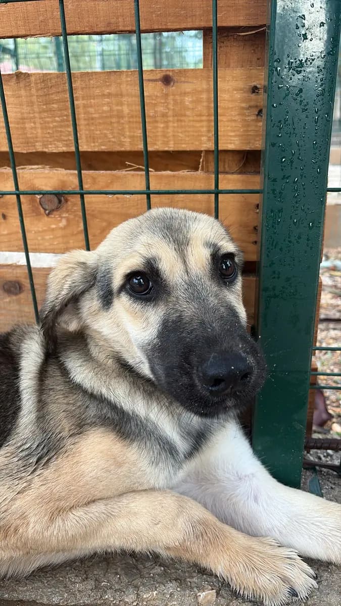 Fethiye Yuva Bekleyen Kopek 3760 Melez Köpek, Muğla