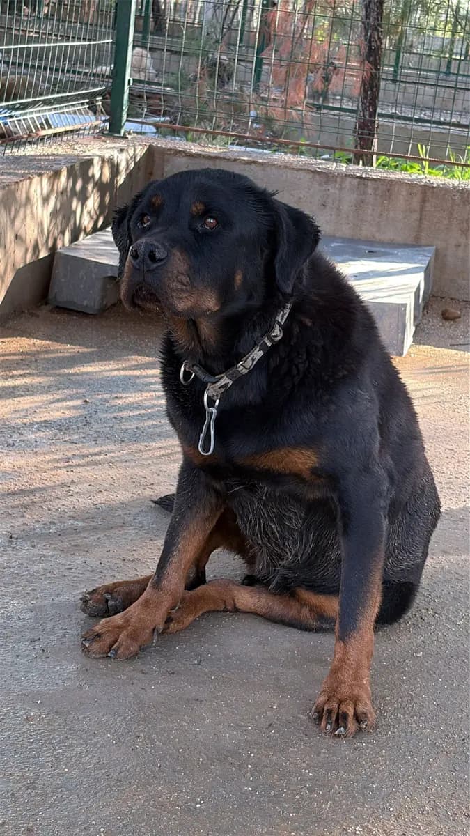 Fethiye Yuva Bekleyen Kopek 3868 Melez Köpek, Muğla