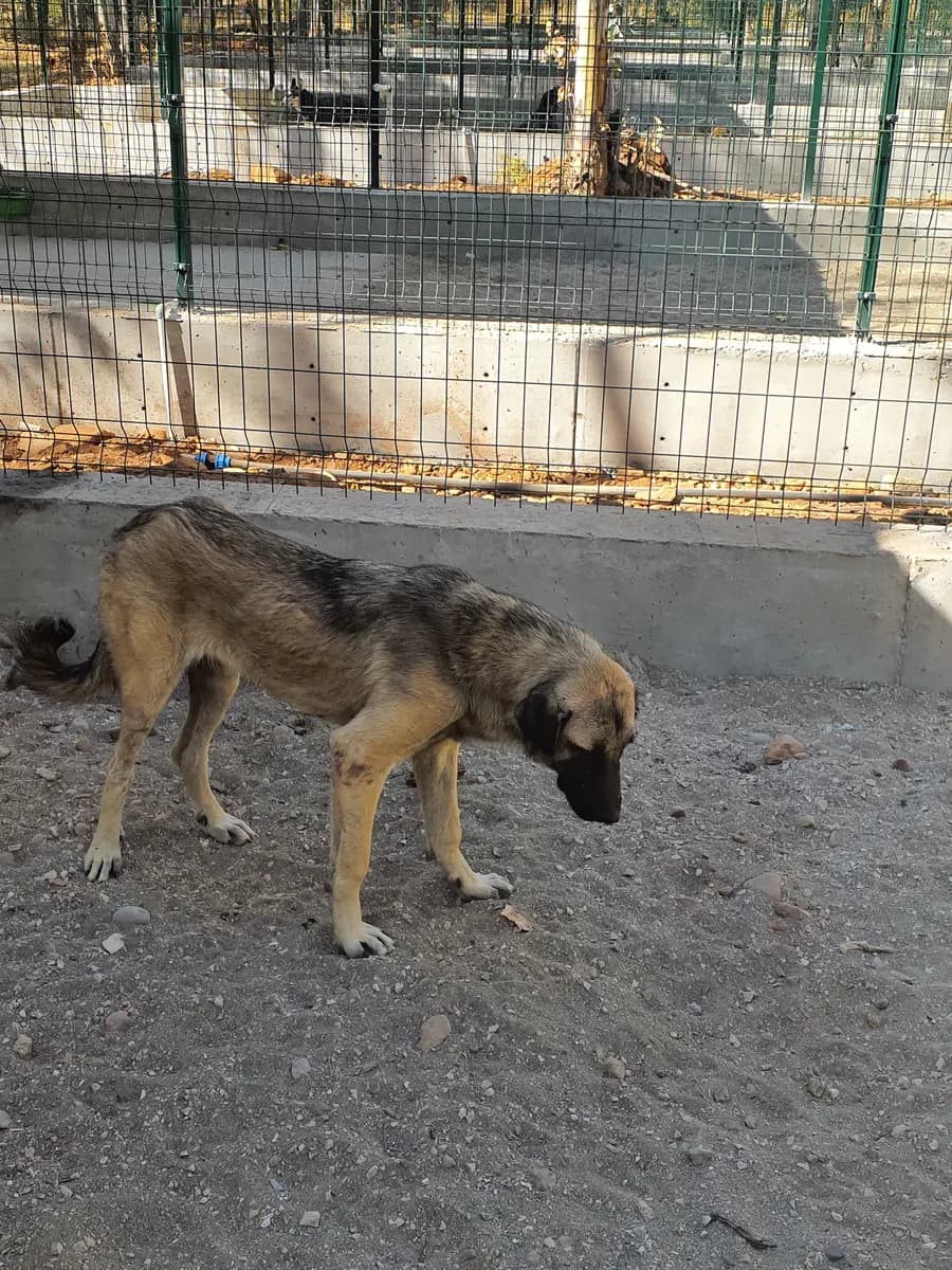 Fethiye Melez Köpek Melez Köpek fotoğrafı