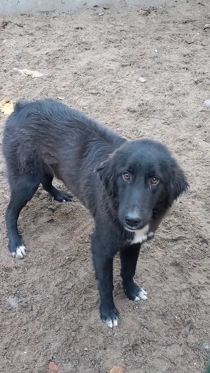 Fethiye Yuva Bekleyen Kopek 392 Melez Köpek, Muğla