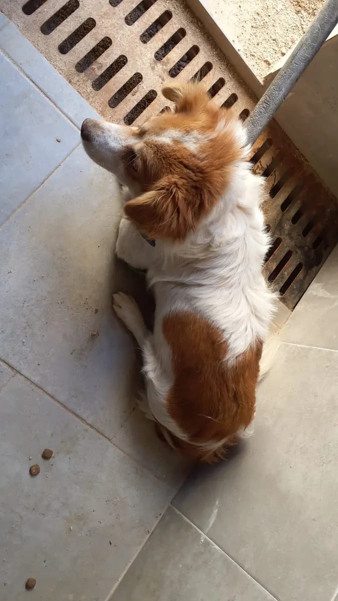 Fethiye Melez Köpek Melez Köpek fotoğrafı