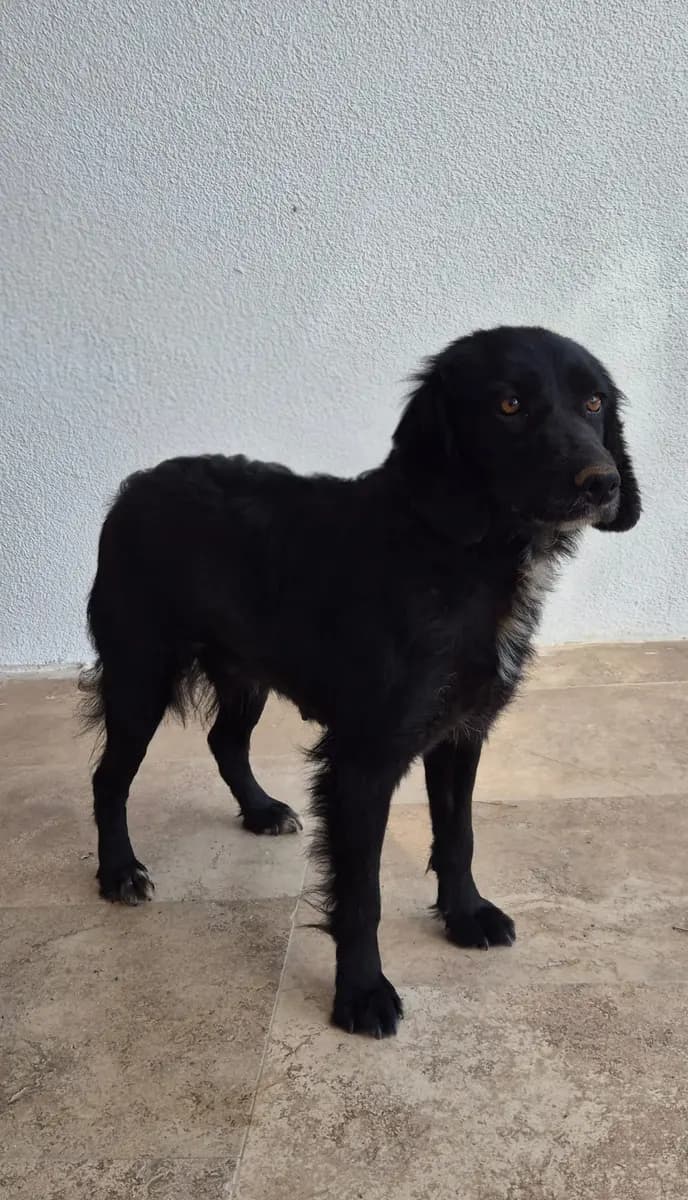Fethiye Yuva Bekleyen Kopek 4019 Melez Köpek, Muğla