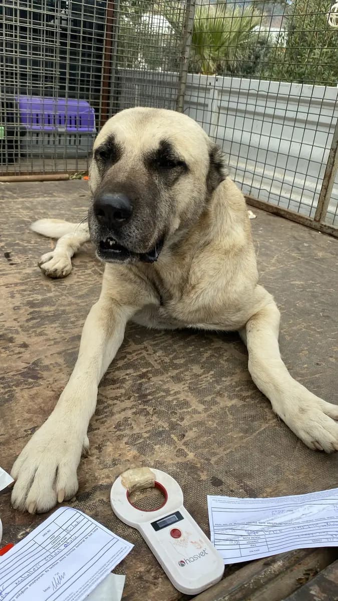 Fethiye Melez Köpek Melez Köpek, Muğla