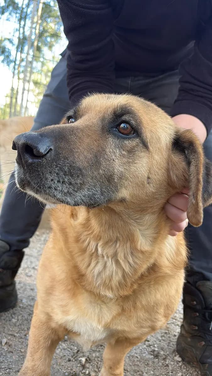Fethiye Yuva Bekleyen Kopek 4234 Melez Köpek, Muğla