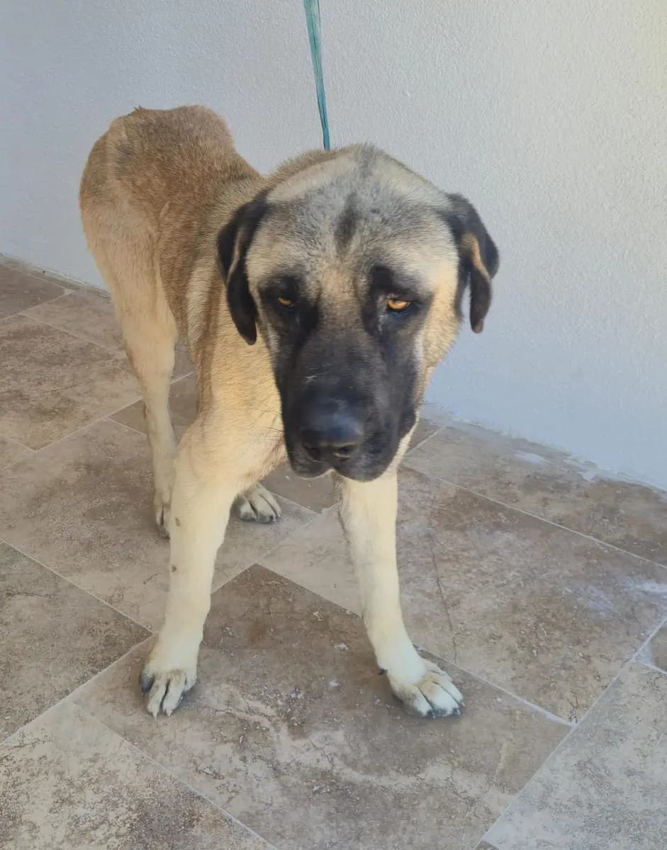 Fethiye Yuva Bekleyen Kopek 4272 Melez Köpek, Muğla