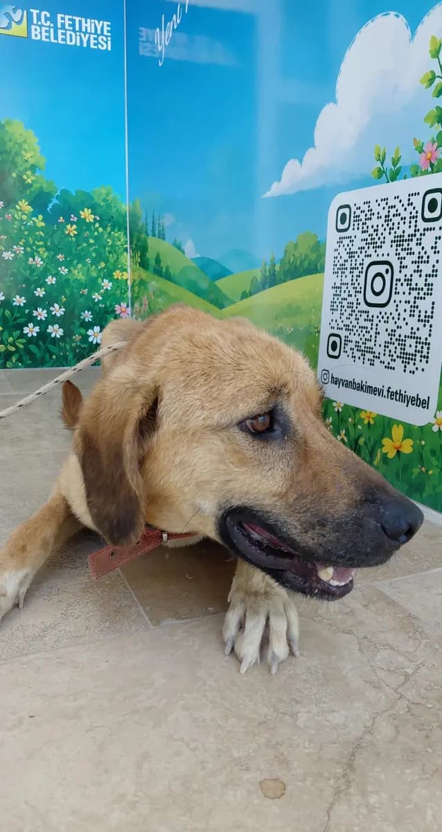 Fethiye Melez Köpek Melez Köpek, Muğla