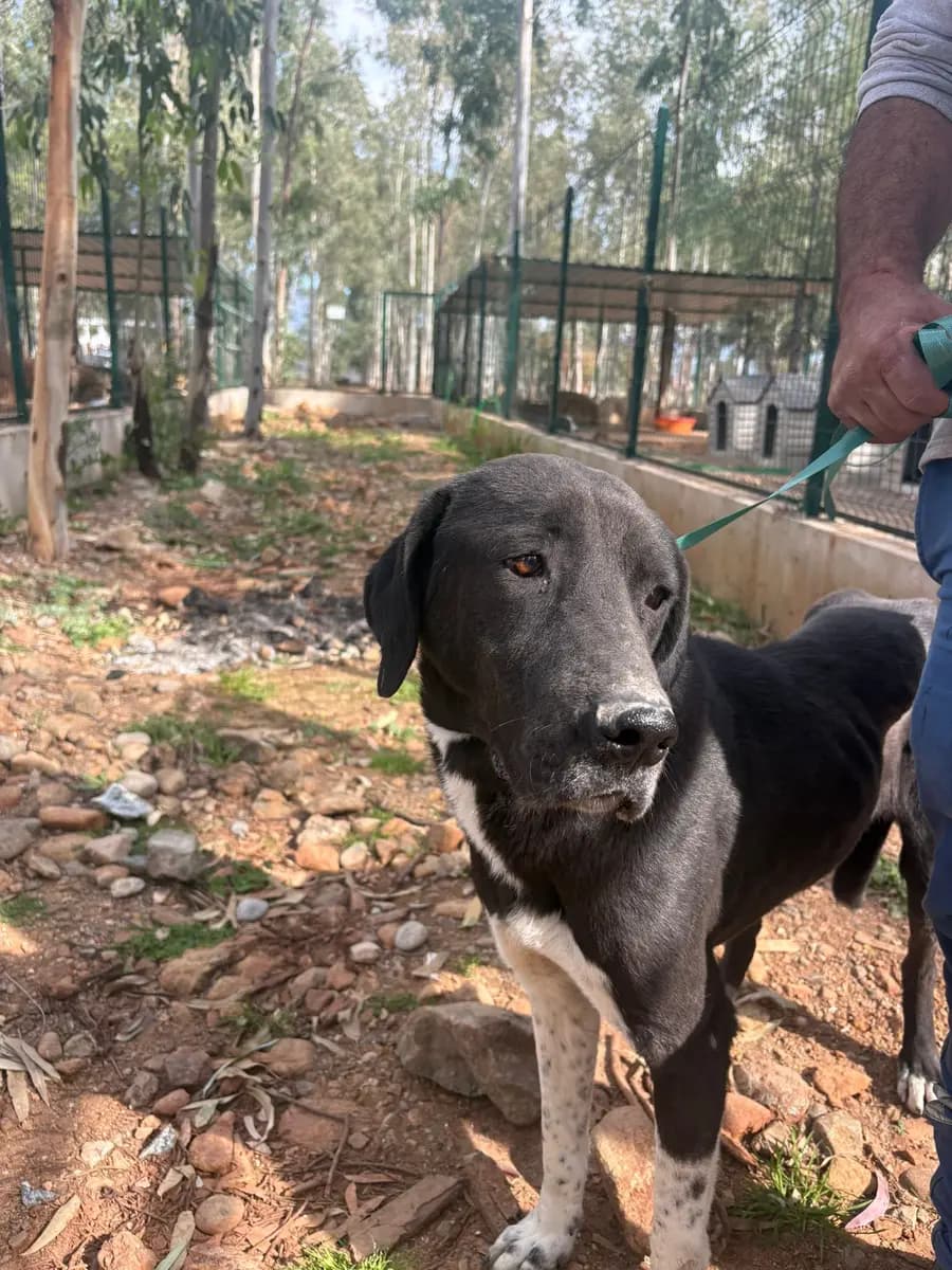 Fethiye Yuva Bekleyen Kopek 44 Melez Köpek, Muğla