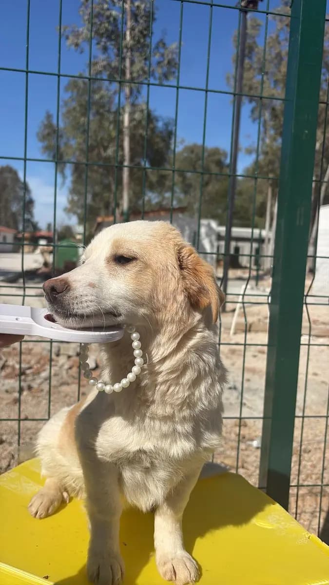 Fethiye Melez Köpek Melez Köpek, Muğla
