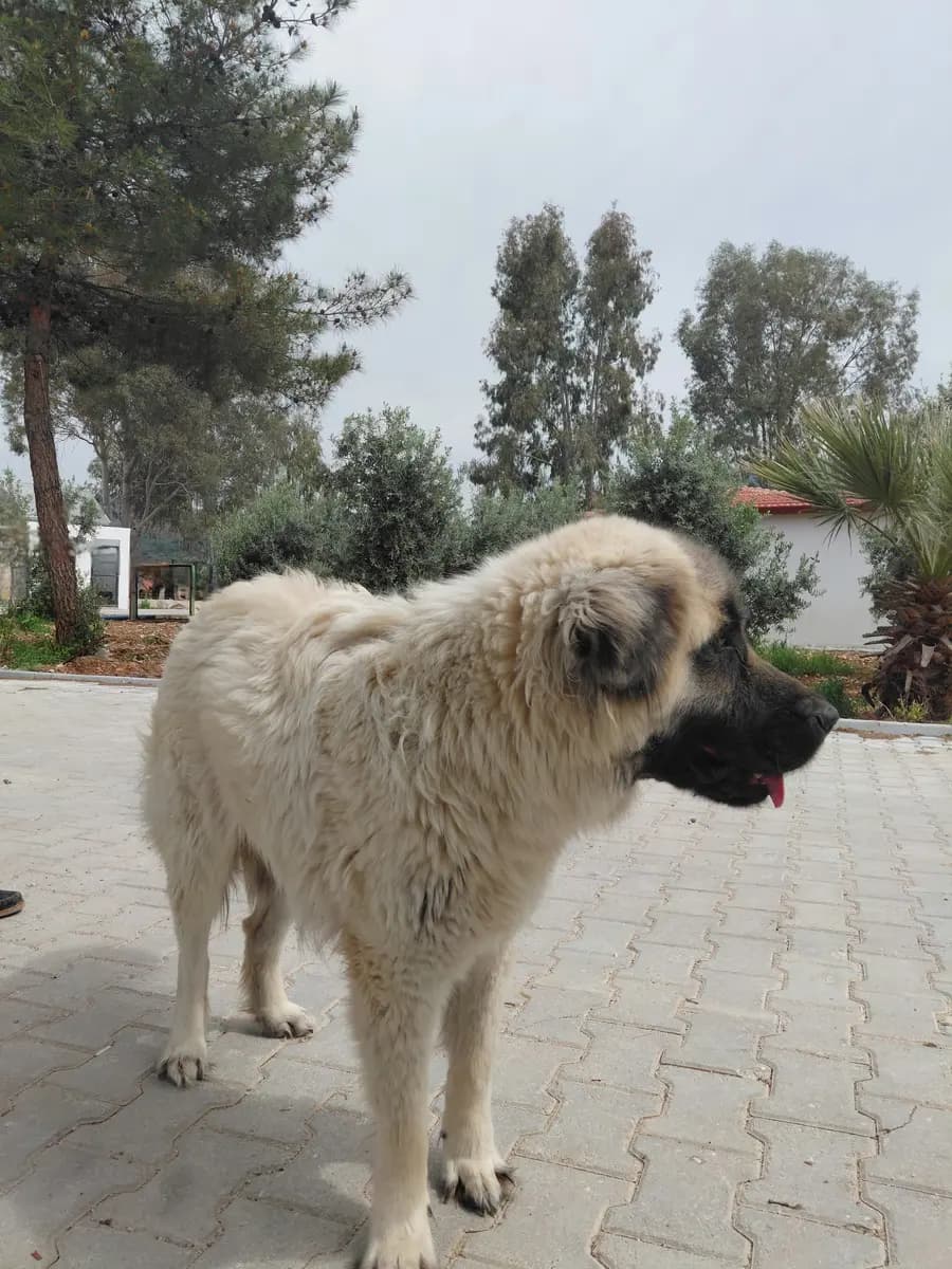 Fethiye Yuva Bekleyen Kopek 4563 Melez Köpek, Muğla