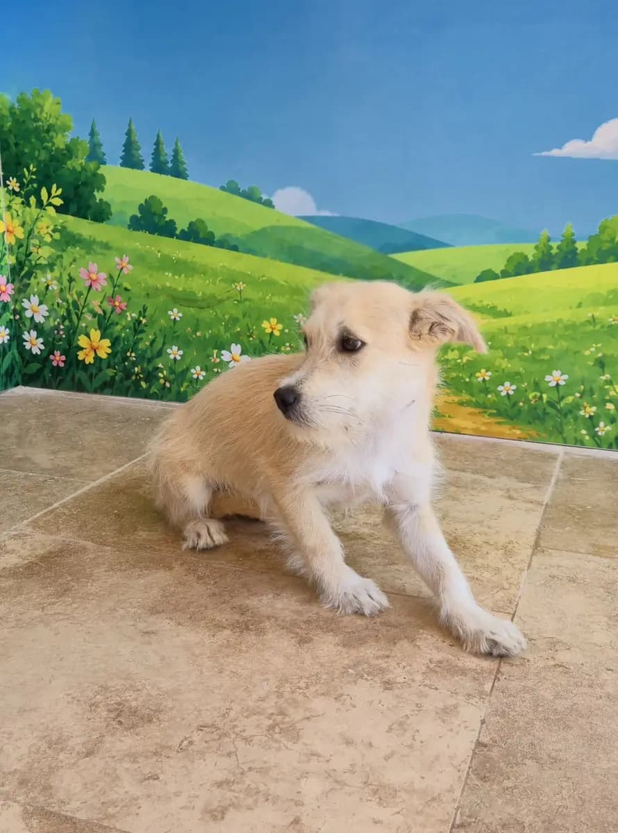 Fethiye Yuva Bekleyen Kopek 4574 Melez Köpek, Muğla