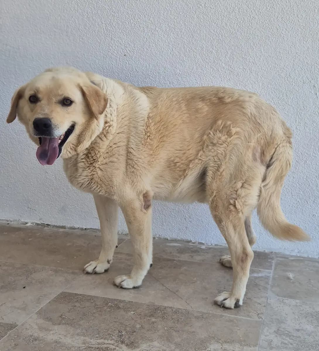 Fethiye Yuva Bekleyen Kopek 4620 Melez Köpek, Muğla