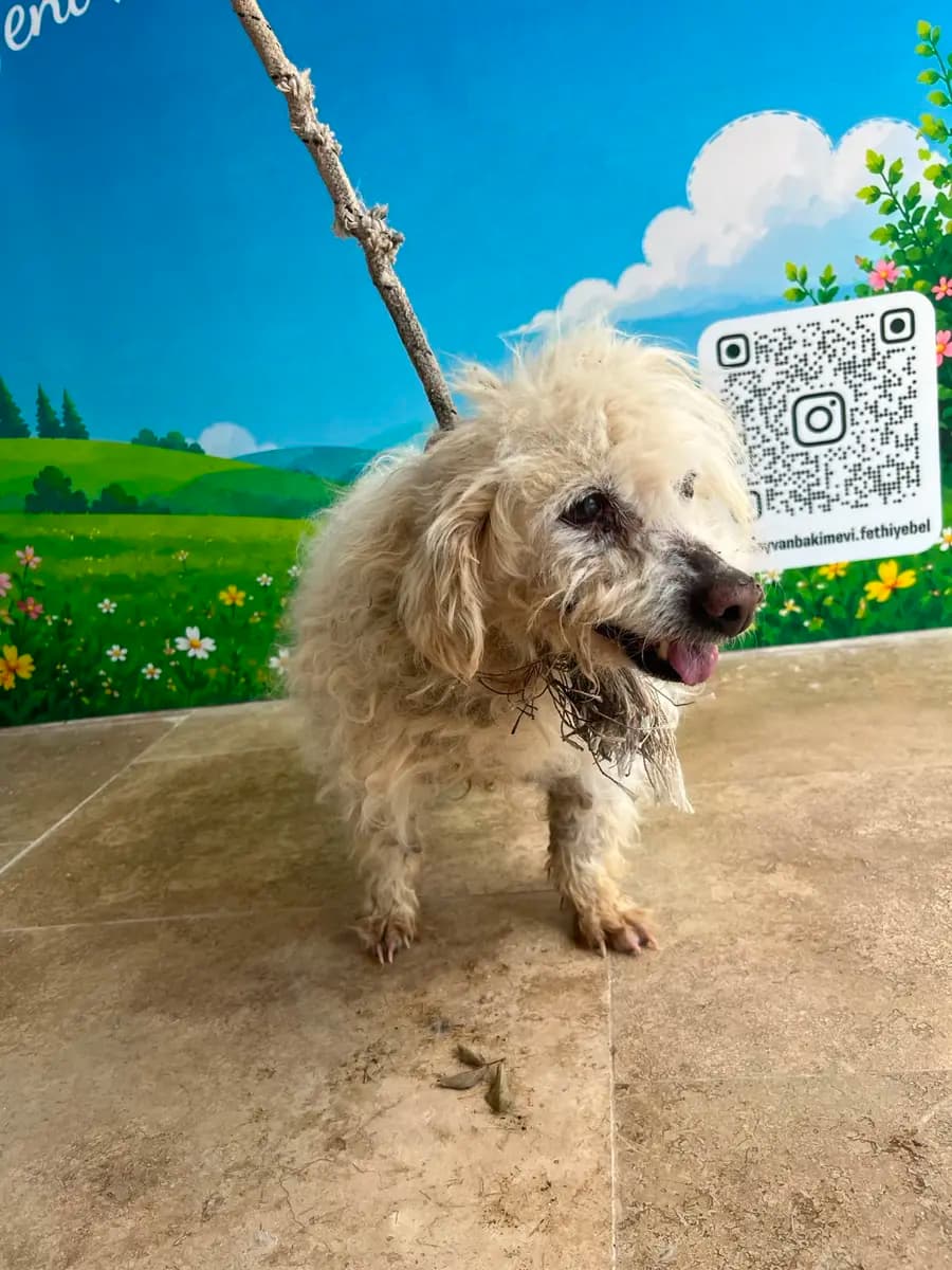 Fethiye Yuva Bekleyen Kopek 4670 Melez Köpek, Muğla