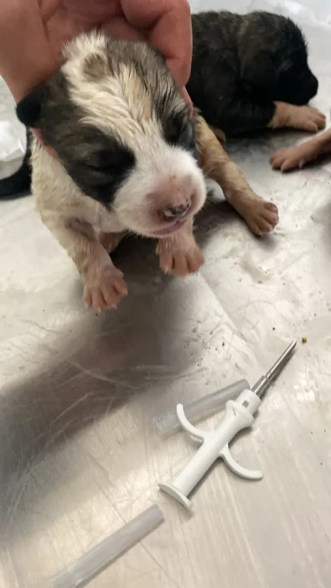 Fethiye Yuva Bekleyen Kopek 4676 Melez Köpek, Muğla