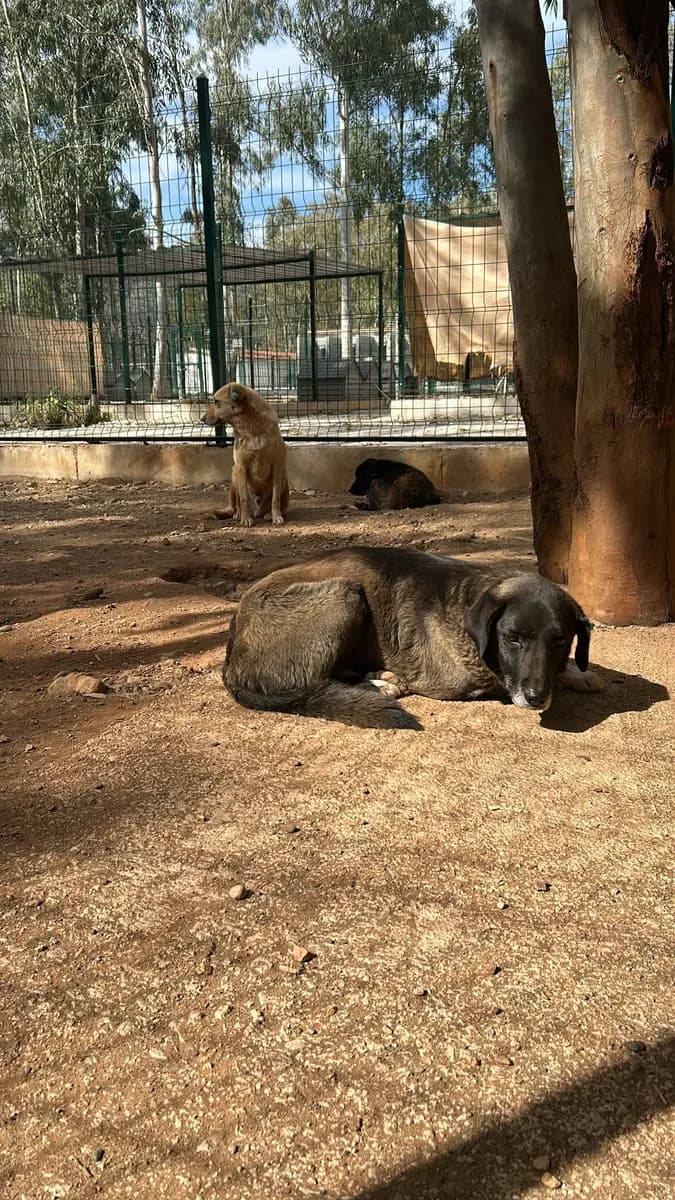 Fethiye Yuva Bekleyen Kopek 4693 Melez Köpek, Muğla