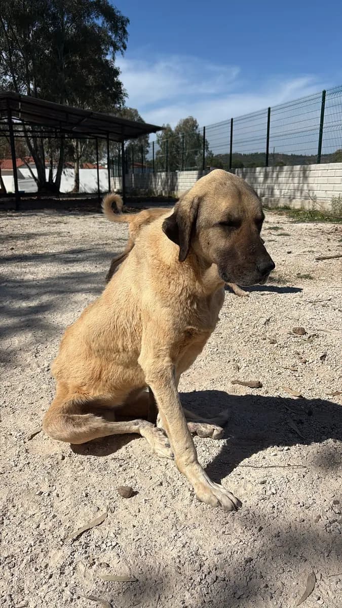 Fethiye Yuva Bekleyen Kopek 4742 Melez Köpek, Muğla