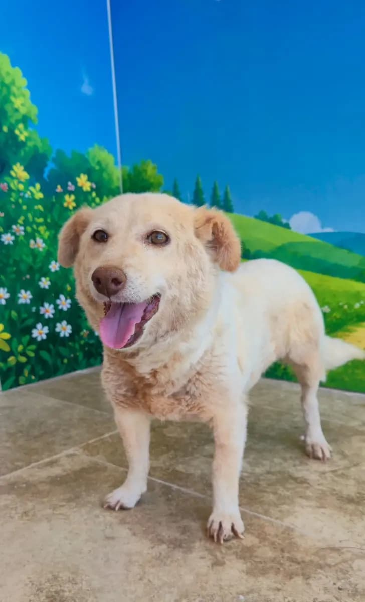 Fethiye Yuva Bekleyen Kopek 4748 Melez Köpek, Muğla