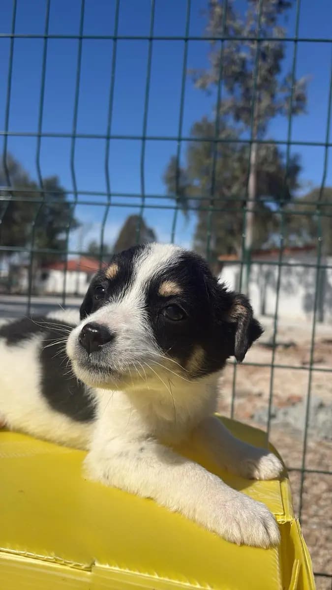 Fethiye Yuva Bekleyen Kopek 4769 Melez Köpek, Muğla