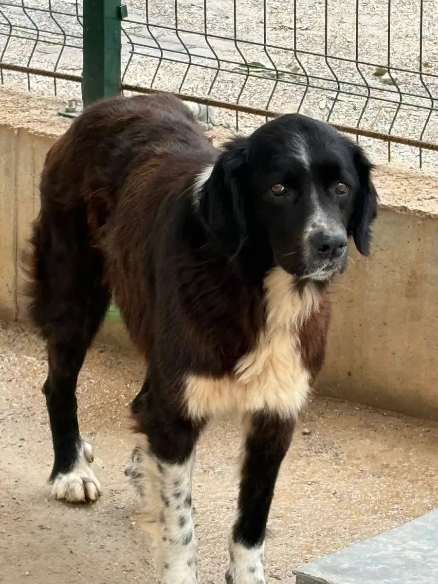 Fethiye Yuva Bekleyen Kopek 4781 Melez Köpek, Muğla