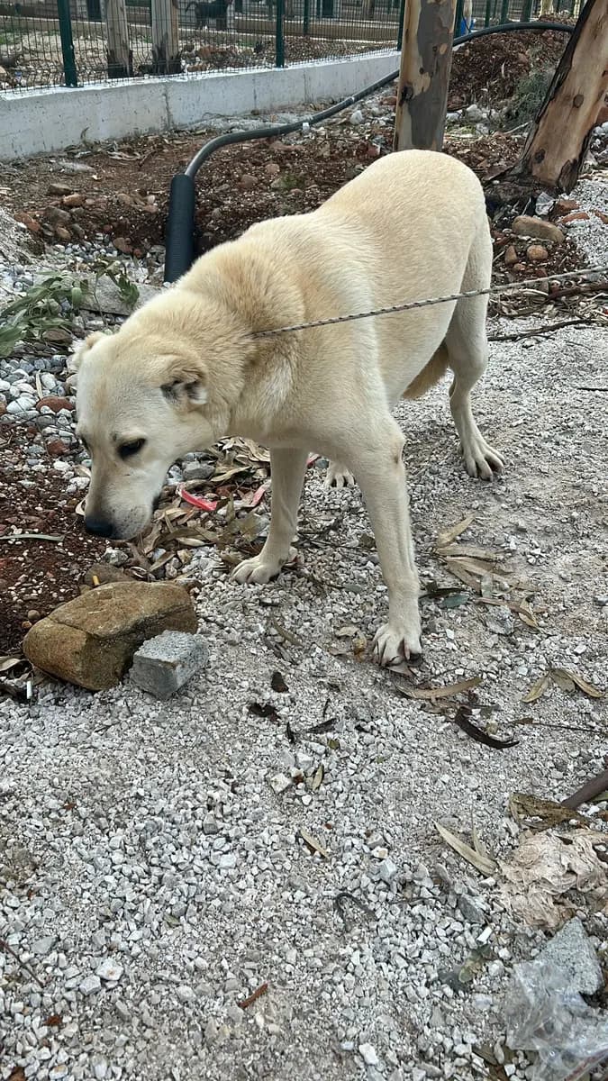 Fethiye Melez Köpek Melez Köpek fotoğrafı