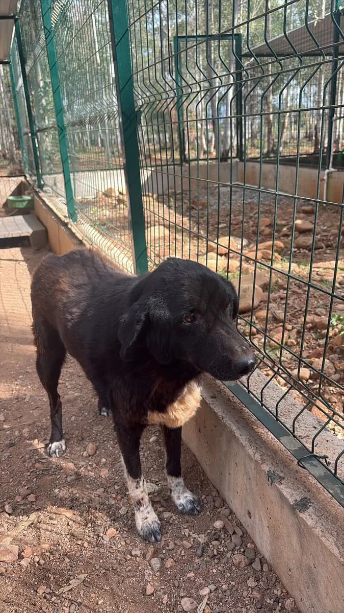 Fethiye Yuva Bekleyen Kopek 48 Melez Köpek, Muğla