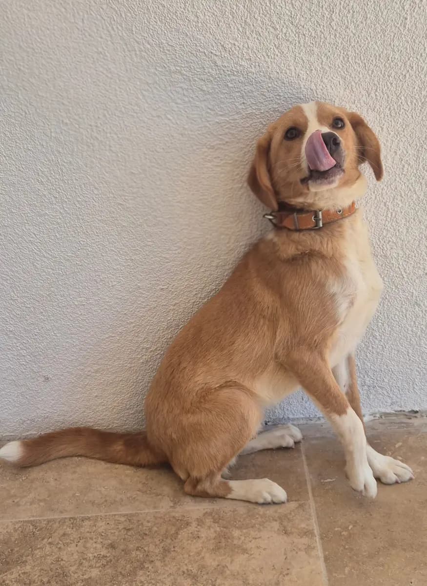 Fethiye Yuva Bekleyen Kopek 4803 Melez Köpek, Muğla