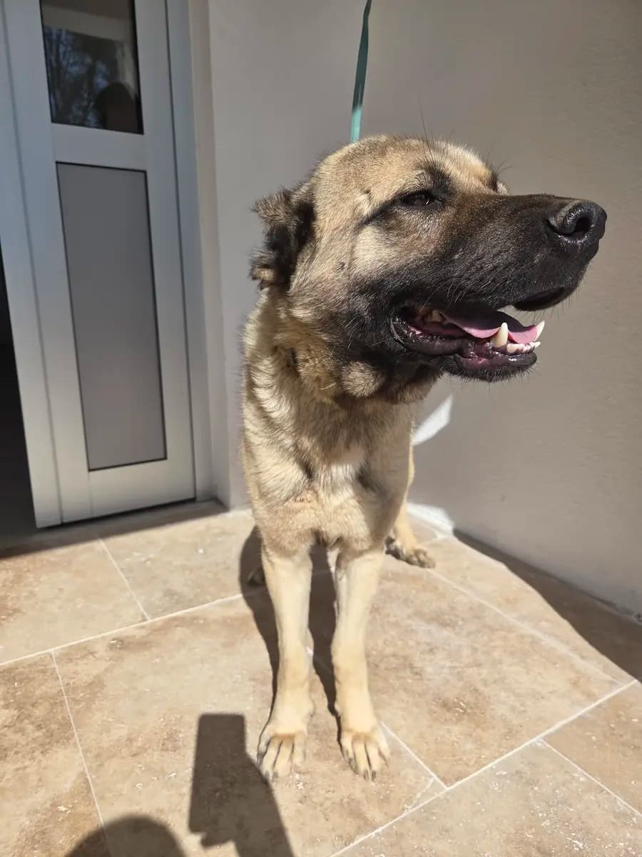 Fethiye Melez Köpek Melez Köpek, Muğla