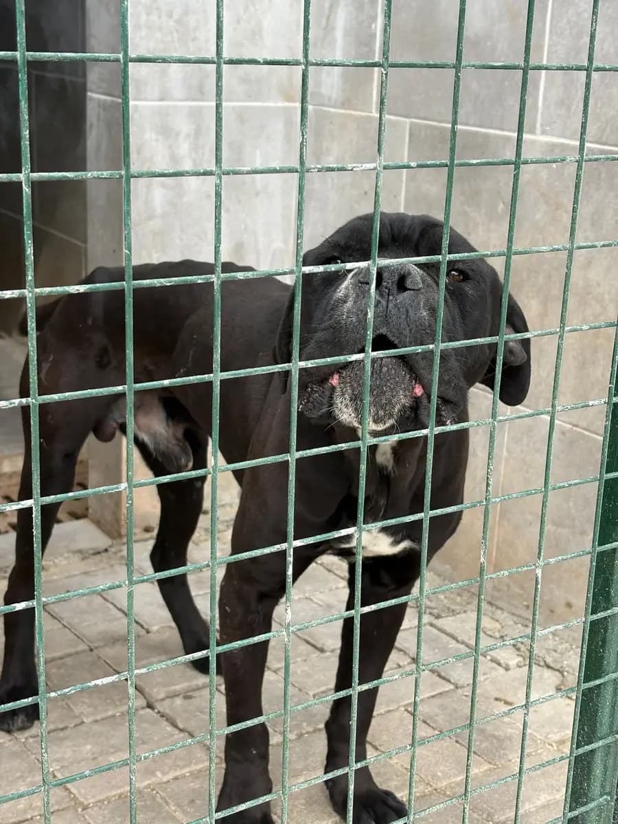 Fethiye Yuva Bekleyen Kopek 4871 Melez Köpek, Muğla