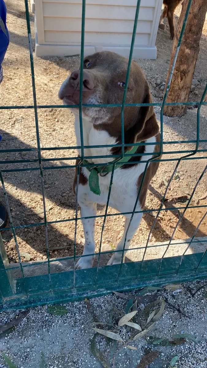 Fethiye Yuva Bekleyen Kopek 4916 Melez Köpek, Muğla