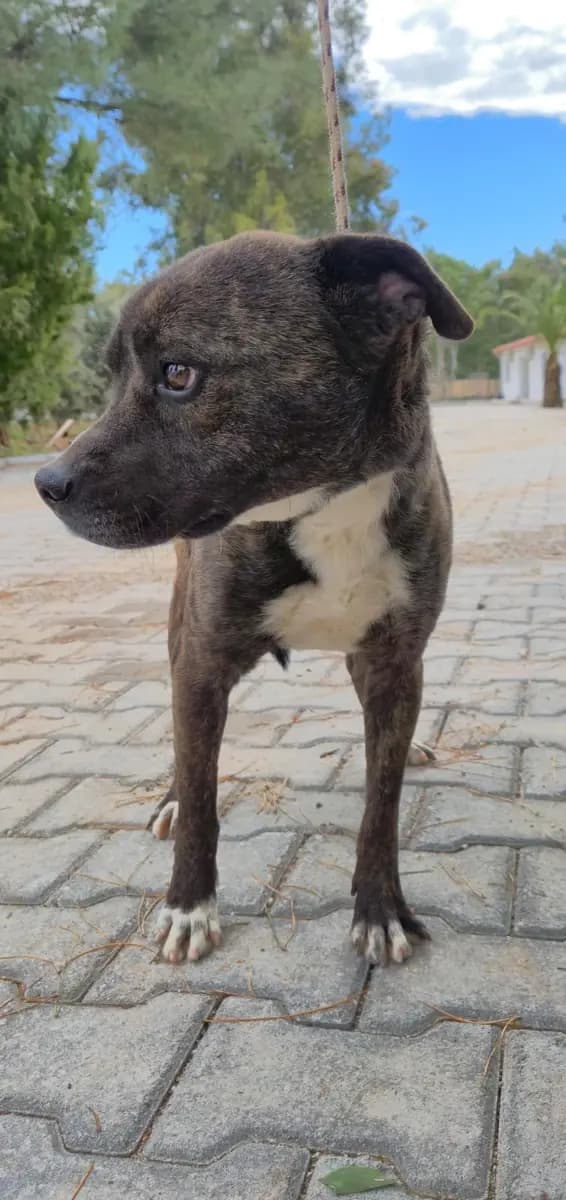 Fethiye Yuva Bekleyen Kopek 4929 Melez Köpek, Muğla