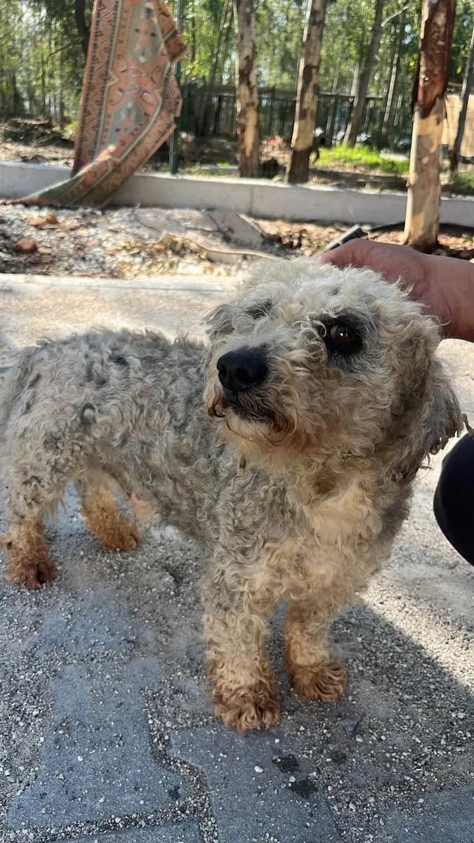Fethiye Yuva Bekleyen Kopek 4930 Melez Köpek, Muğla