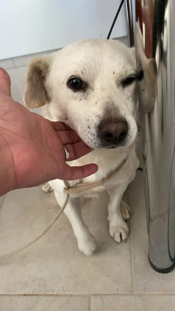 Fethiye Yuva Bekleyen Kopek 4948 Melez Köpek, Muğla