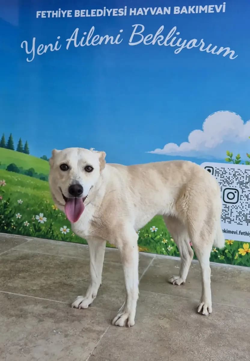 Fethiye Yuva Bekleyen Kopek 4977 Melez Köpek, Muğla