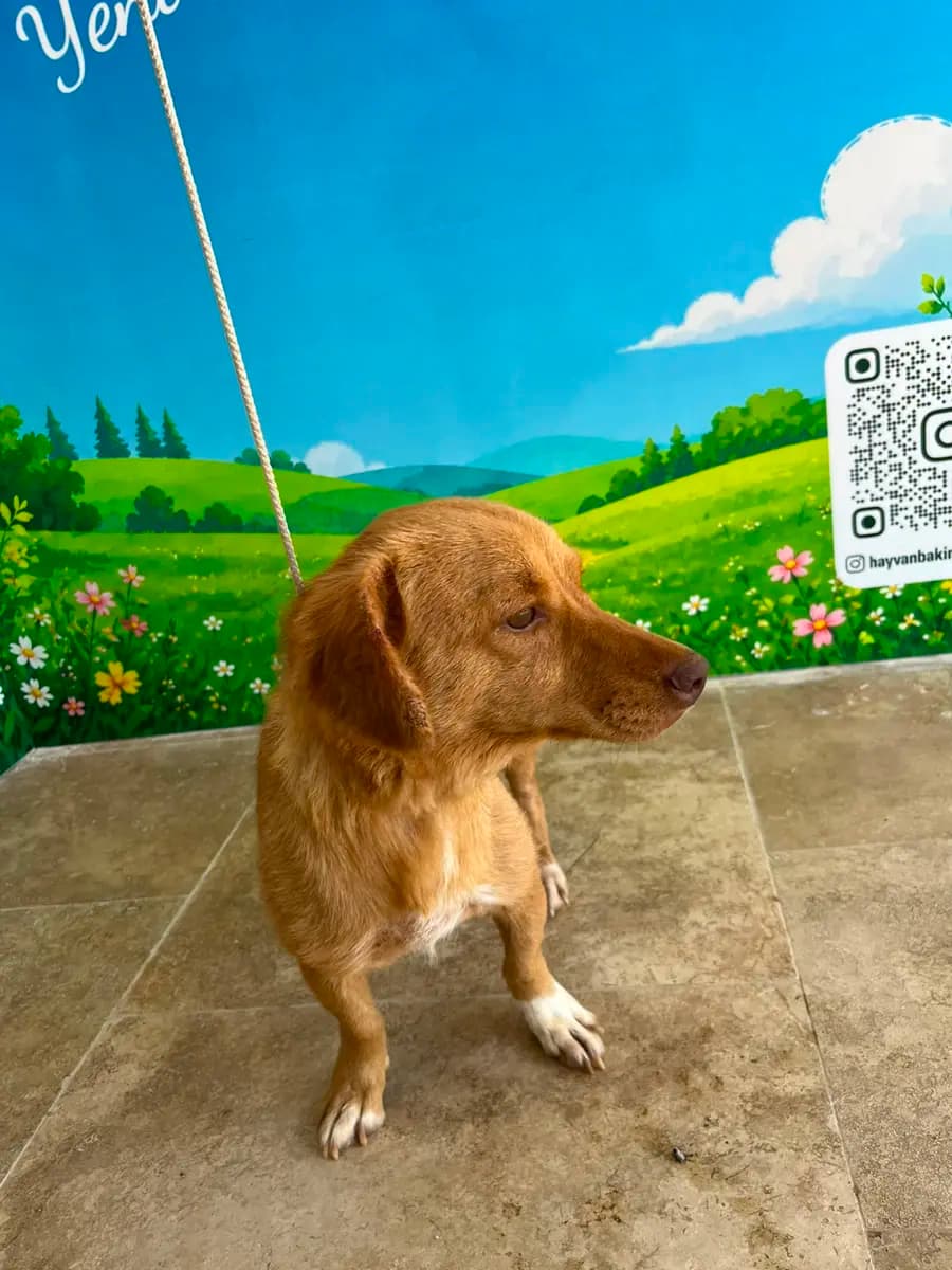 Fethiye Yuva Bekleyen Kopek 5034 Melez Köpek, Muğla