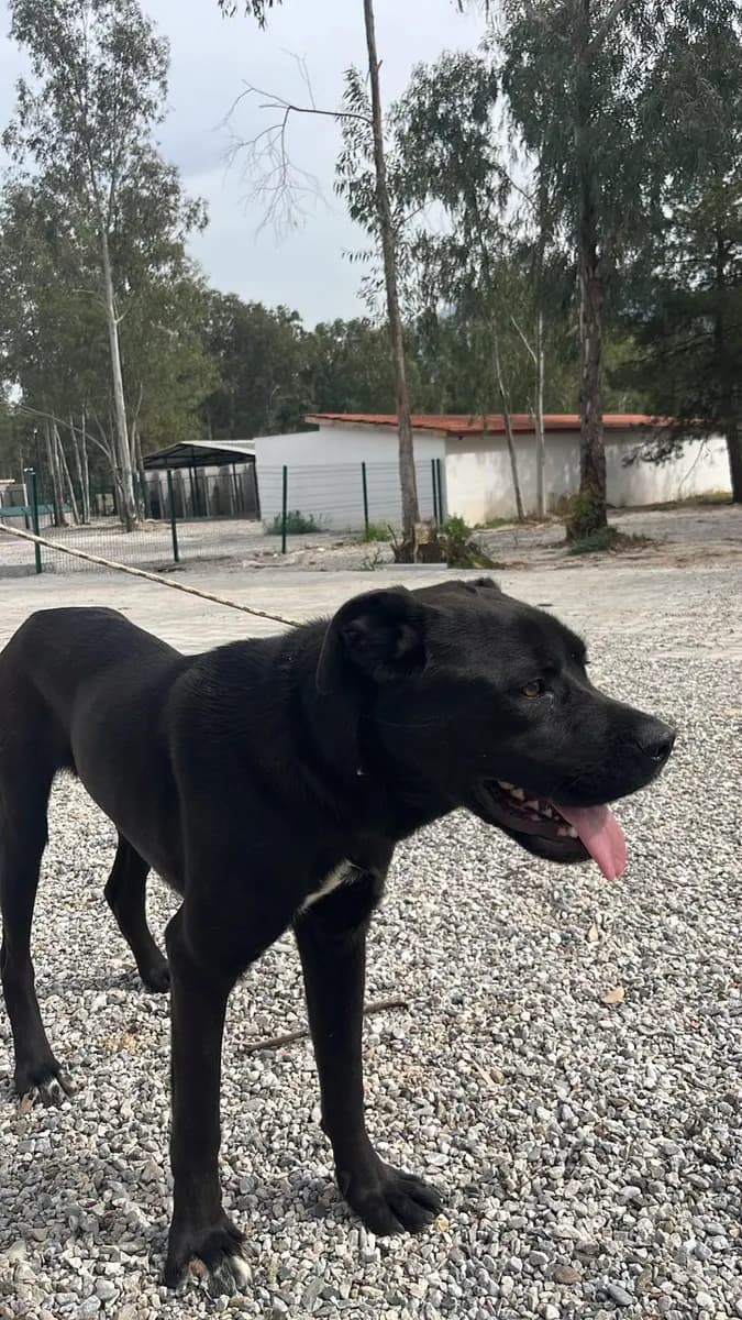 Fethiye Yuva Bekleyen Kopek 5074 Melez Köpek, Muğla