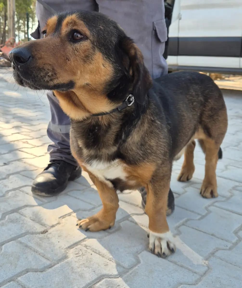 Fethiye Yuva Bekleyen Kopek 5086 Melez Köpek, Muğla