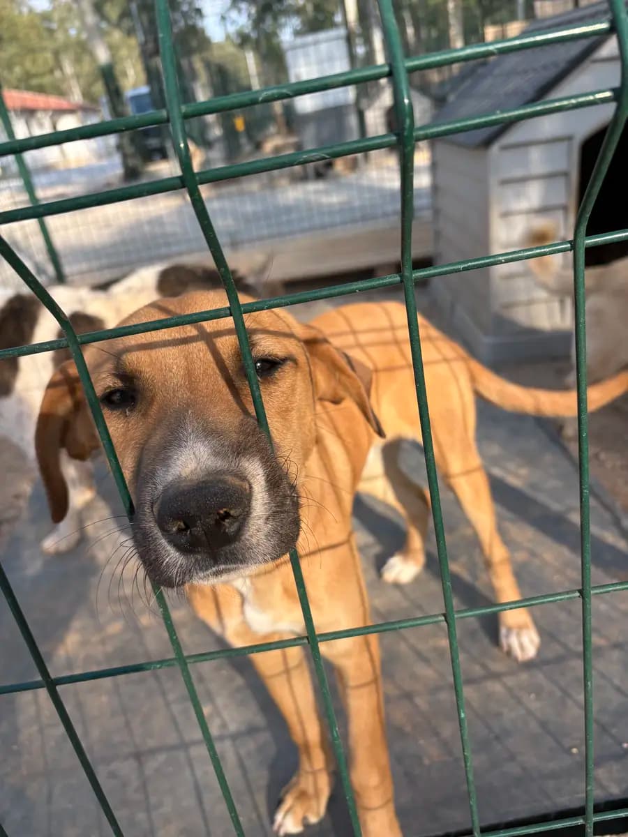 Fethiye Yuva Bekleyen Kopek 5091 Melez Köpek, Muğla