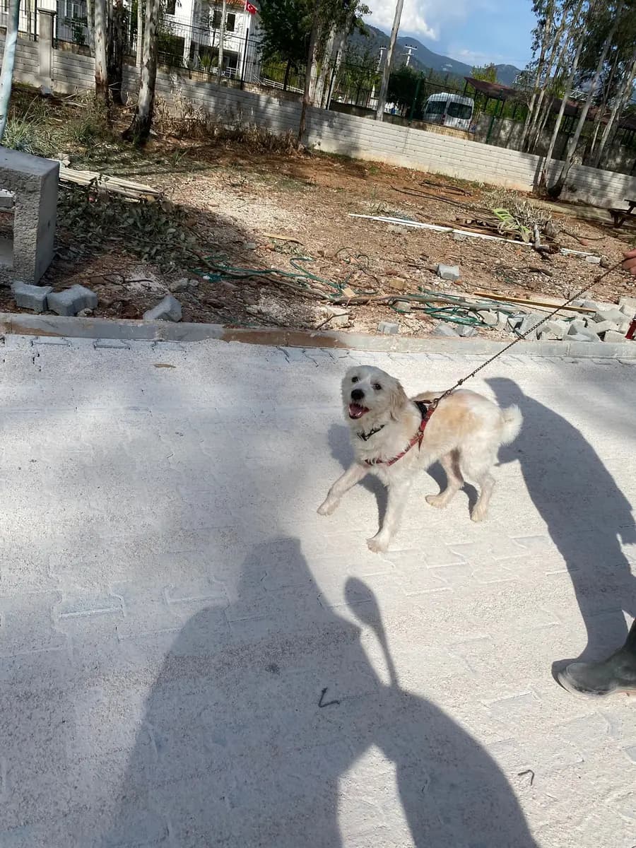 Fethiye Yuva Bekleyen Kopek 5149 Melez Köpek, Muğla
