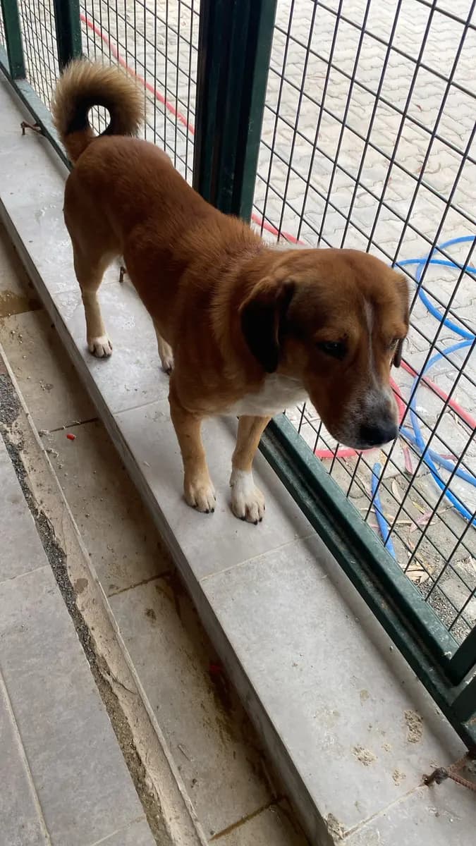 Fethiye Melez Köpek Melez Köpek, Muğla