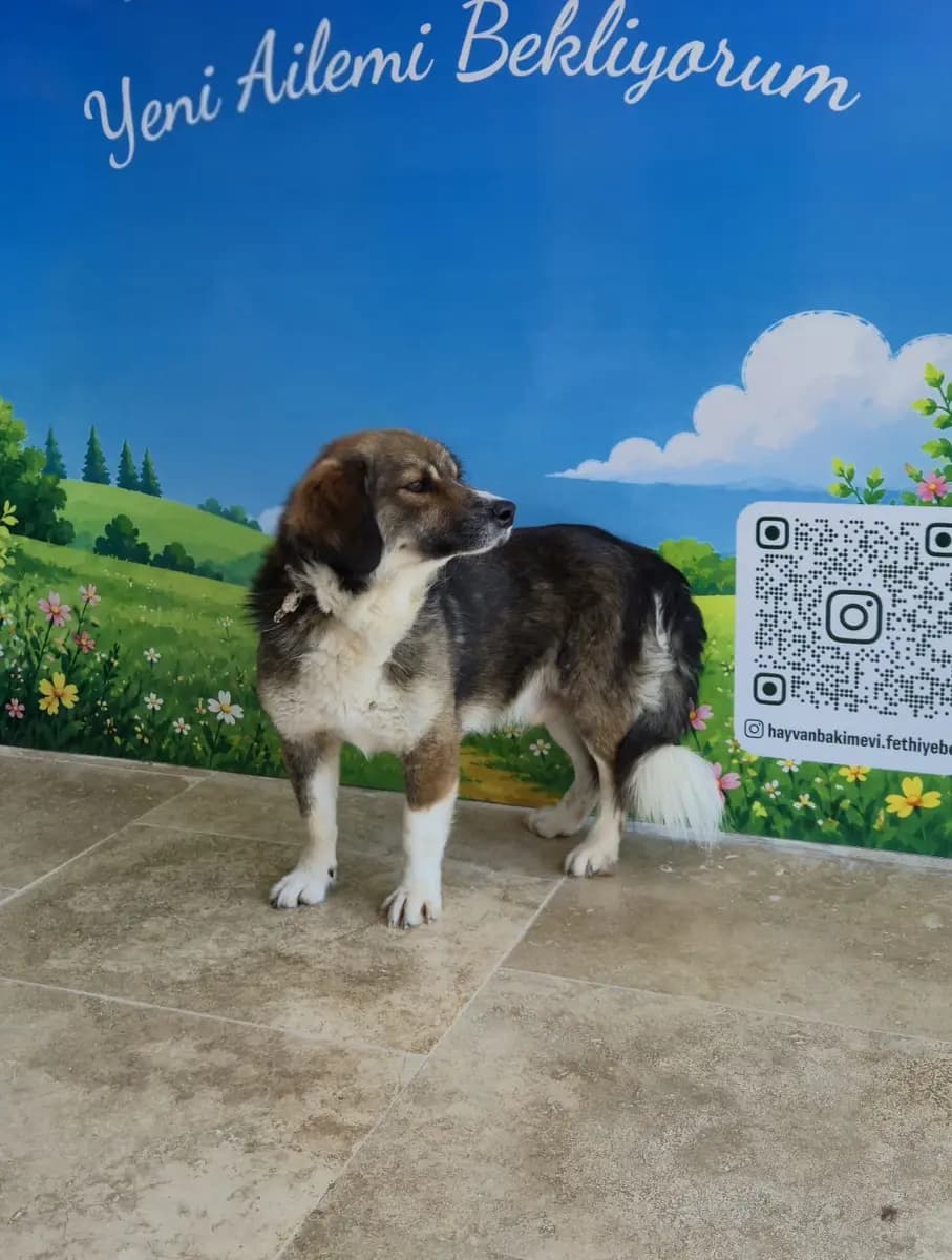 Fethiye Yuva Bekleyen Kopek 5206 Melez Köpek, Muğla